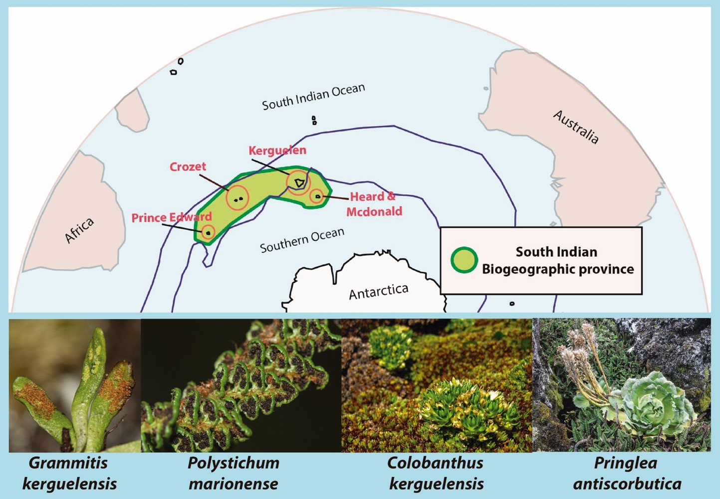 Species of the South Indian Biogeographic Province