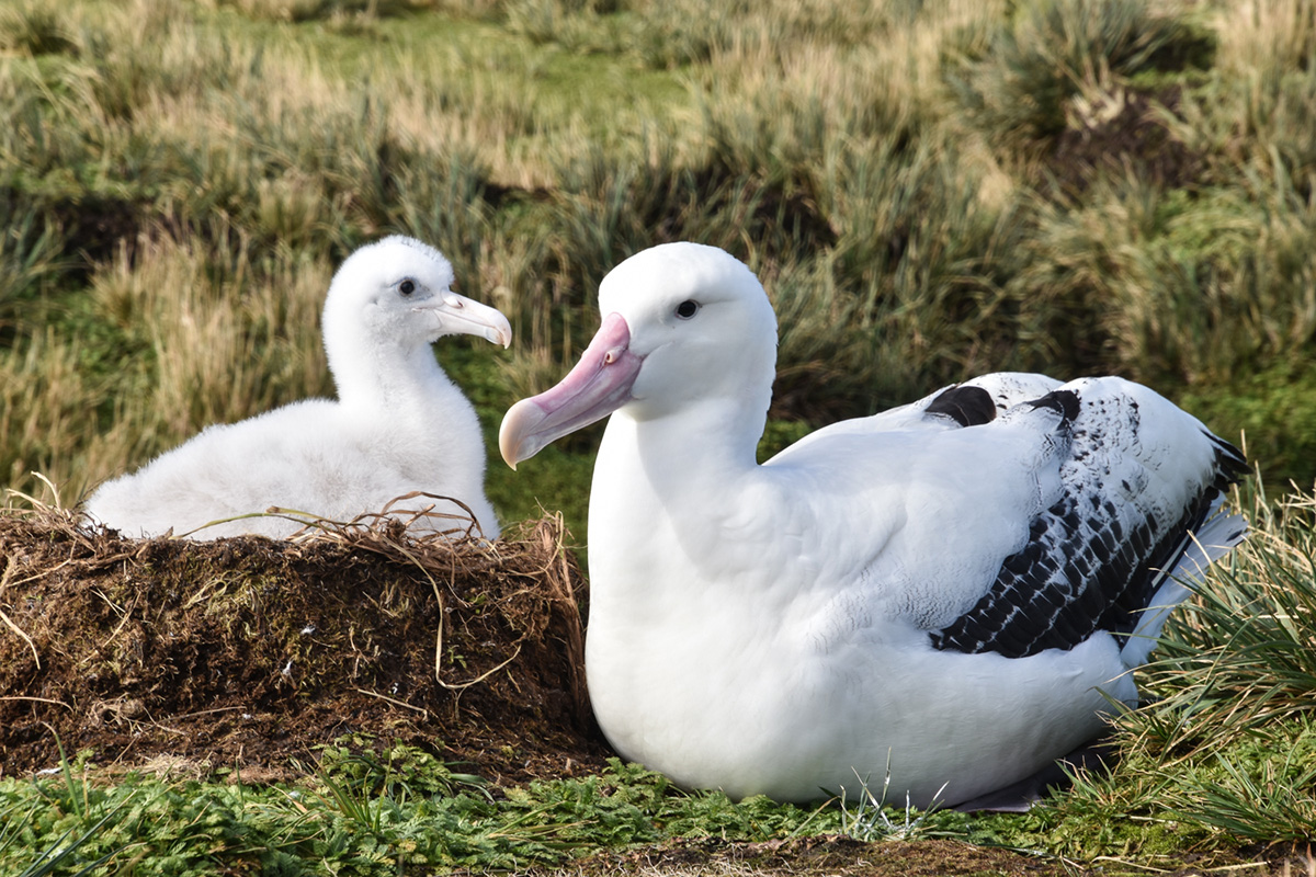 wandering albatross nest