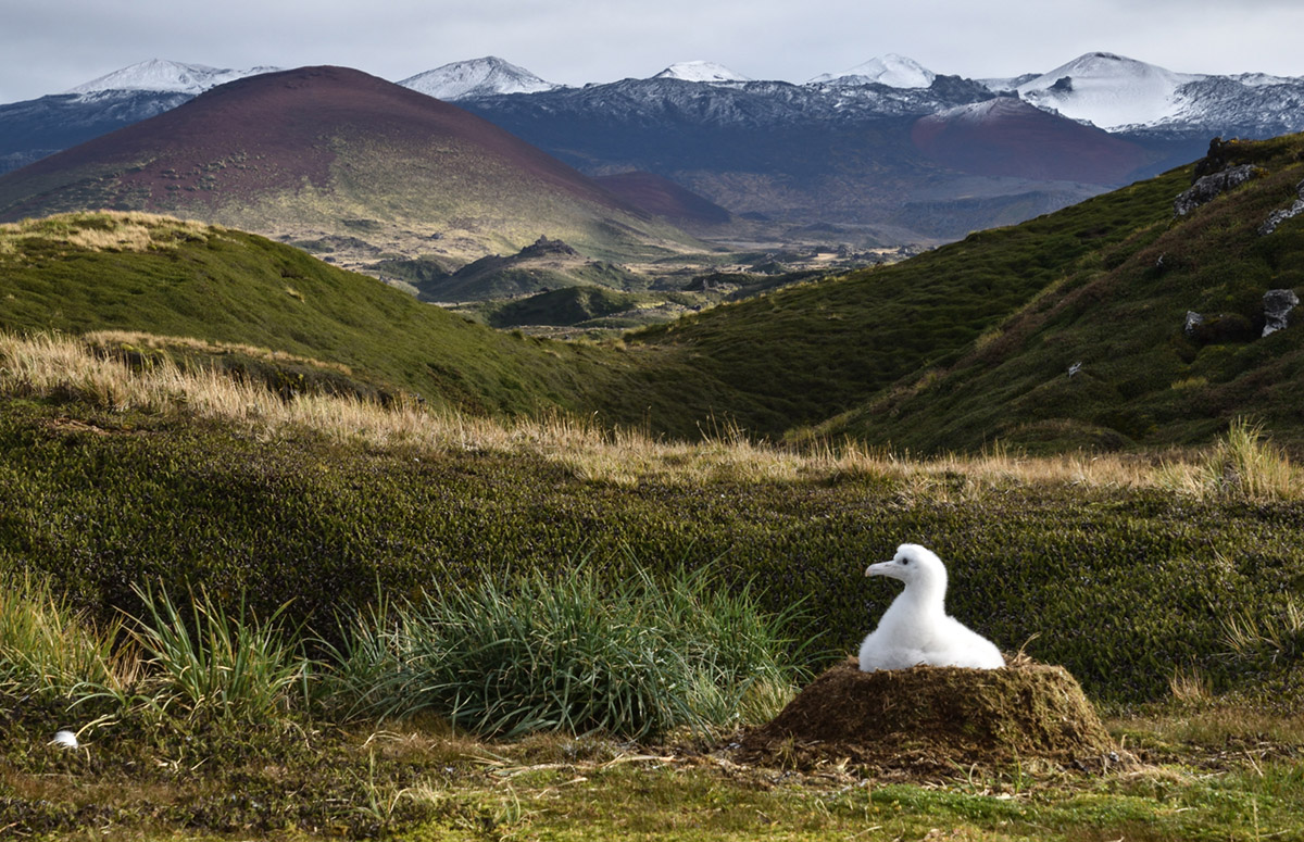 Wondering albatross