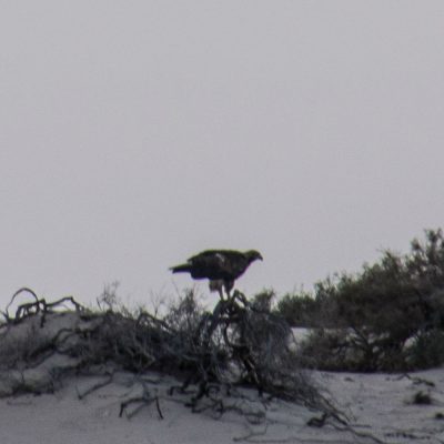 Aquila nipalensis - steppe eagle - águila esteparia