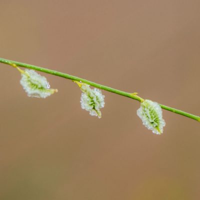 Dipterygium glaucum (Capparaceae)