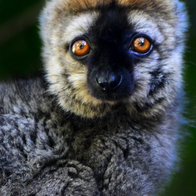 Eulemur rufifrons - red fronted brown lemur