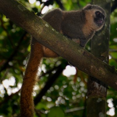 Hapalemur aureus - Golden bamboo lemur