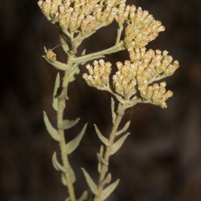 Helichrysum Isalo