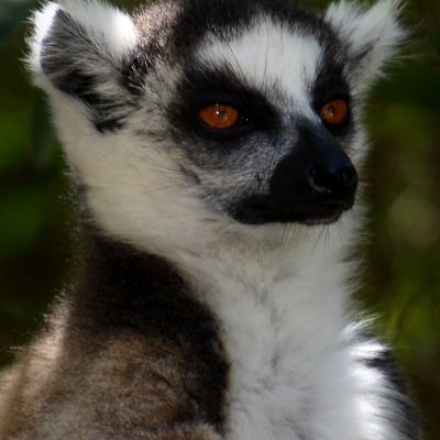 Lemur catta - ring-tailed lemur
