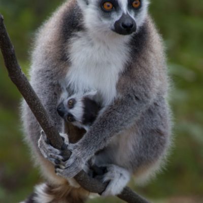 Lemur catta - ring-tailed lemur - lemur de cola anillada