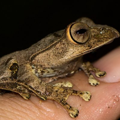 Mantidactylus betsileanus (Betsileo Madagascar Frog)