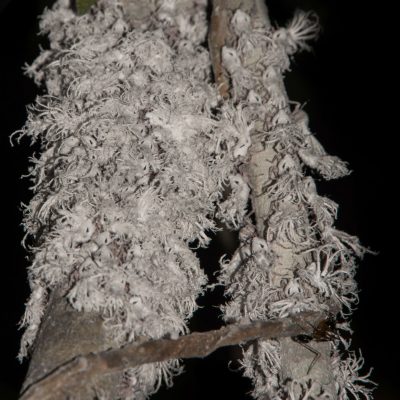 Phromnia rosea - flatid_ bug