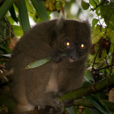 Prolemur simus - lemur gigante del bambú