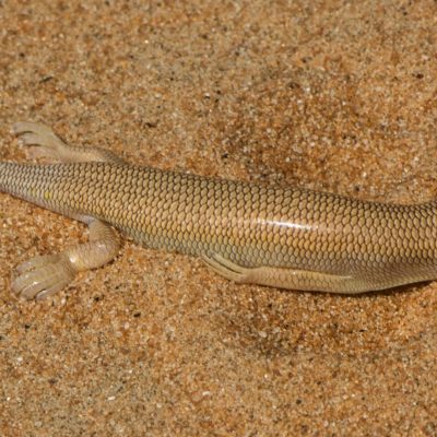 Sandfish skink- Ablepharus pannonicus - Asian snake-eyed skin