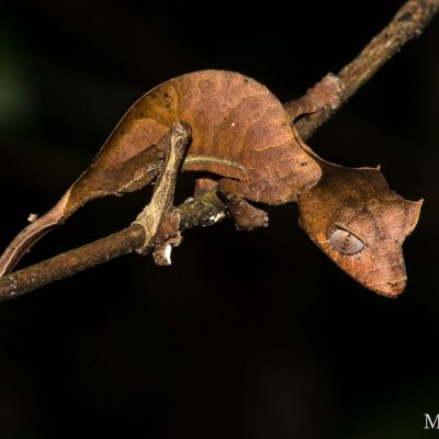 Uroplatus phantasticus - Gecko satánico con cola de hoja