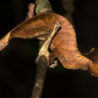Uroplatus phantasticus - Gecko satánico con cola de hoja