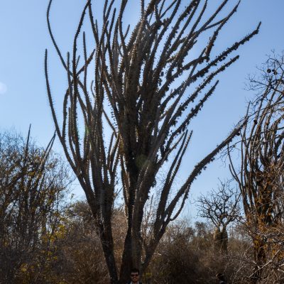 2017 - Madagascar (Didiera madagascariensis)