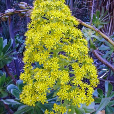 Aeonium manriqueorum (Gran Canaria)