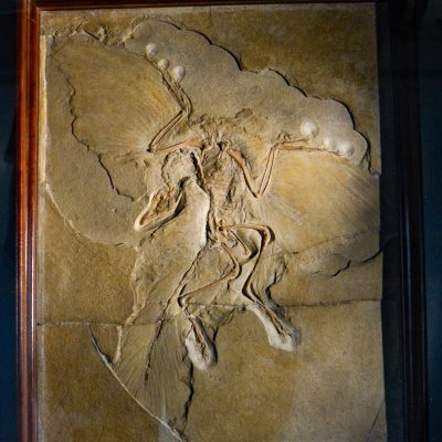 Archaeopteryx lithographica -holotype (Berlín)