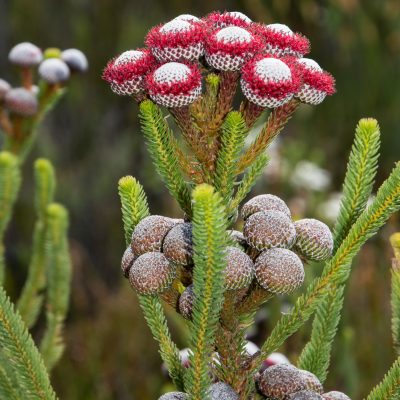 Brunia (Bruniaceae) - Cape Floral Kingdom