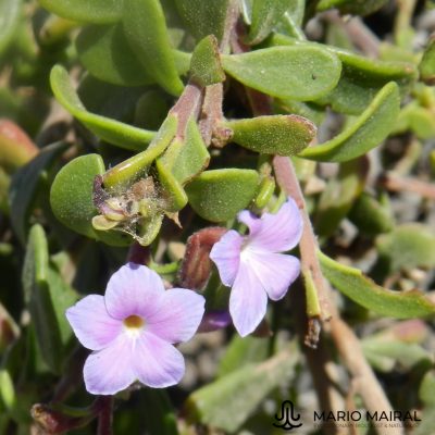 Campylanthus glaber (Cape Verde)