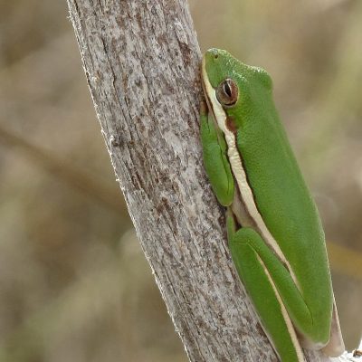 Hyla cinerea - Green tree frog (Everglades, Miami)