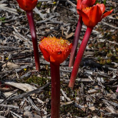 Haemanthus coccineus (Cape Floral Kingdom)
