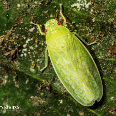 Hemiptera - Bilsa (Ecuatorian Choco)