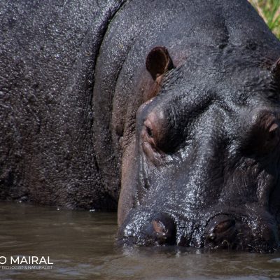 Hippopotamus amphibius (Botswana)