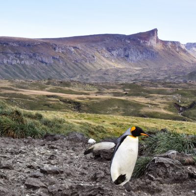 king penguin landscape