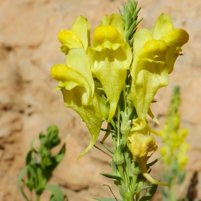 Linaria ventricosa (Morocco)