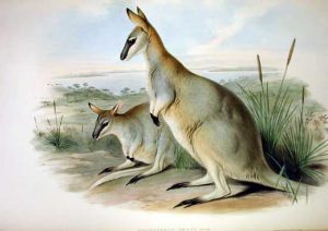 Macropus greyi, 1920, sureste de Australia