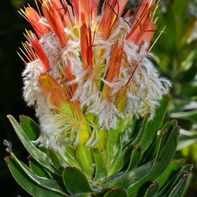 Mimetes cucullatus (Cape Floral Kingdom)