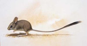 Notomys longicaudatus, ratón saltador rabilargo, 1901