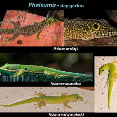 Phelsuma. Precioso género de geckos que cuenta con más de 50 especies. El género se originó en Madagascar, desde donde ha colonizado a larga distancia otros territorios, incluyendo: Aldabra, Comores, Seychelles, Andamán y quizá Pemba.