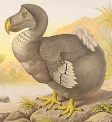 Raphus cucullatus, dodo de isla mauricio, paloma gigante de 25 kg, 1681