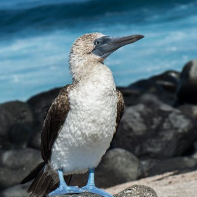 Sula nebouxi (Galápagos)