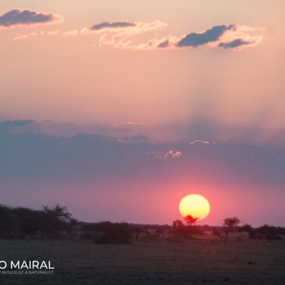 Sunset in Chobe (Botswana)
