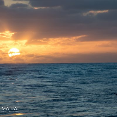 Sunset Indian ocean with wandering albatross