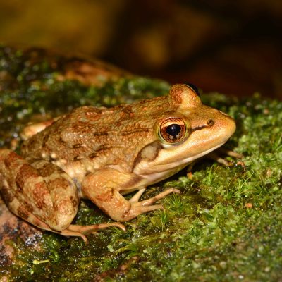 Afrana fuscigula - Cape river frog