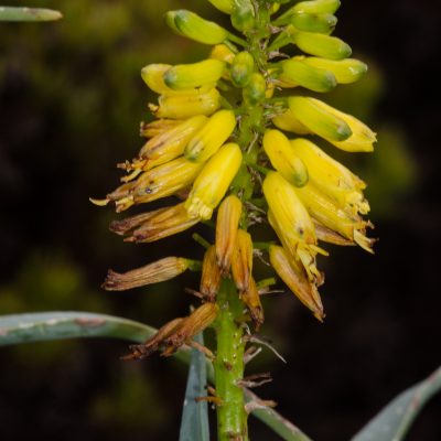 Aloe tenuior var. viridifolia - green-leaf fence aloe