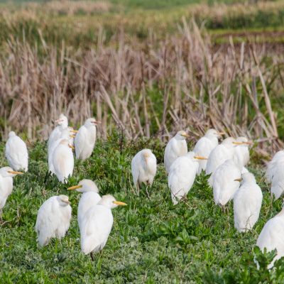 Bubulcus ibis - western cattle egret