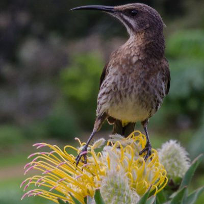 Promerops cafer-Cape sugarbird