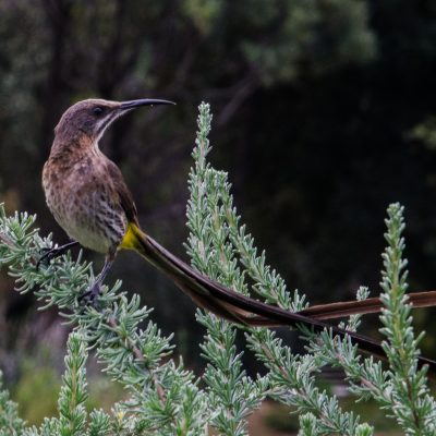 Promerops cafer-Cape sugarbird