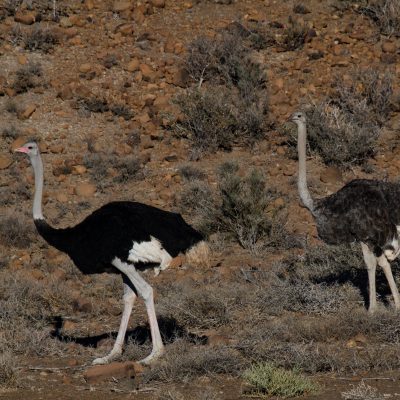 Struthio camelus - ostrich