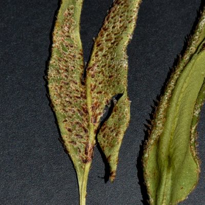 Elaphoglossum randii