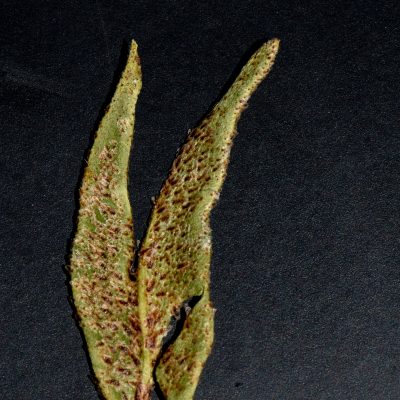 Elaphoglossum randii