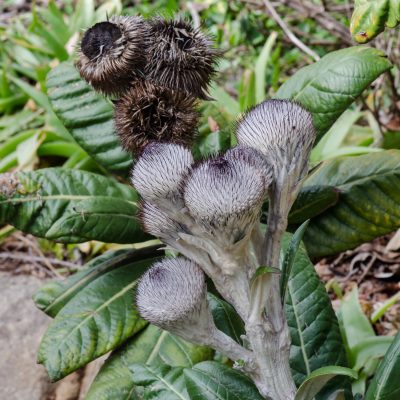 Oldenburgia grandis - Asteraceae
