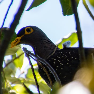 olive pigeon