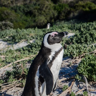 pingüino de El Cabo (Spheniscus demersus)