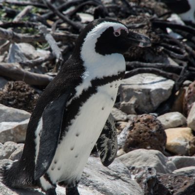 Spheniscus demersis - African penguin