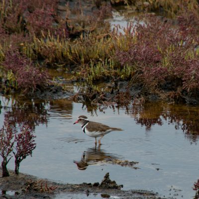 three banded plover