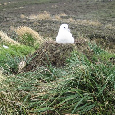 around albatros nest