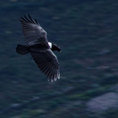 white-necked raven